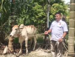 Gelar Kurban Idul Adha, Wujud Kepedulian Ketua PAC Gerindra Kecamatan Kandis Kepada Kader Gerindra dan Masyarakat
