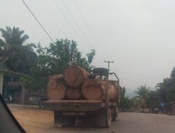 Dugaan Illegal Logging di Kampar Kiri Disorot dan Kayu Logs Diduga Mengalir ke Sawmill 